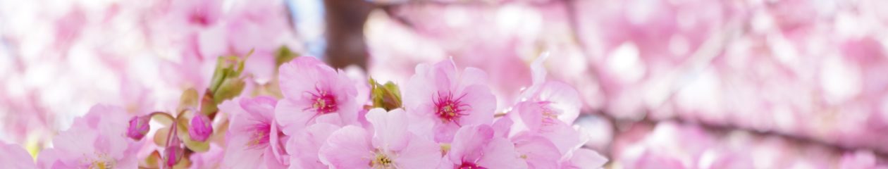 bambis blog