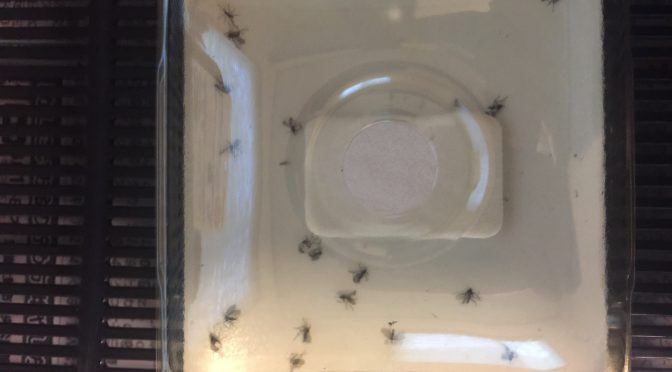 カブトムシの飼育でコバエがホイホイを買ってみた