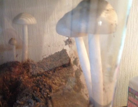 カブトムシのその後、巨大なキノコ立ち上がる！