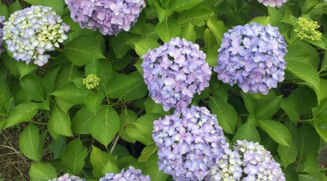 今年も咲くといいのだけど、、、紫陽花の花