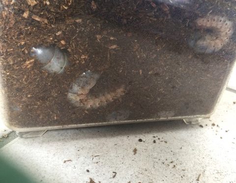 カブトムシ幼虫その後