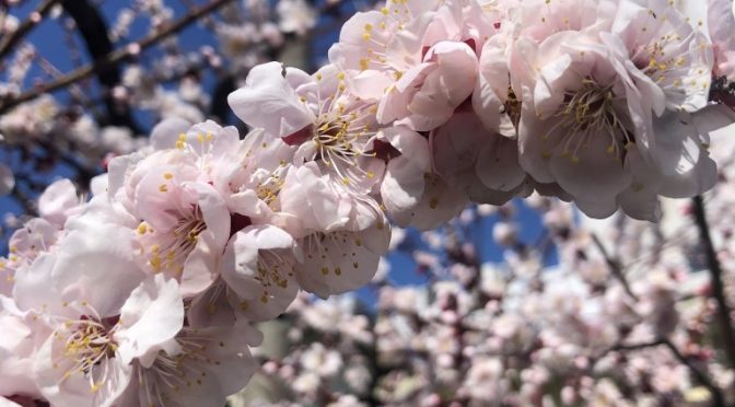 梅の花が満開、紫陽花もつぼみの状態