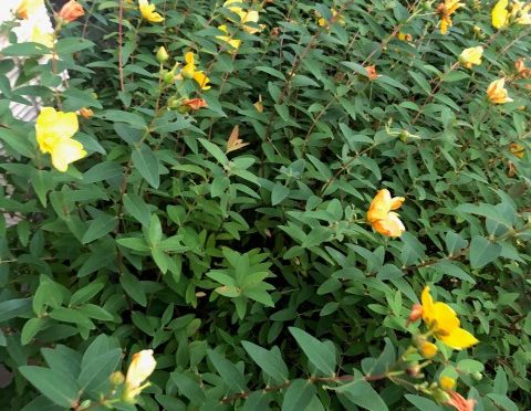 2021年5月末～6月初旬ごろの紫陽花と他